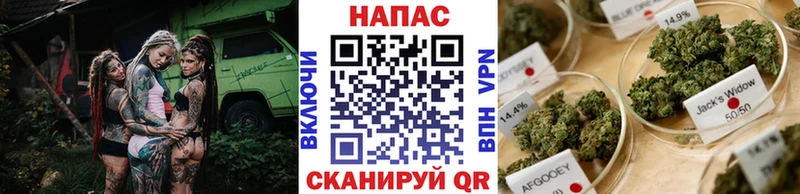 Бошки марихуана Amnesia  что такое наркотик  Пыталово 
